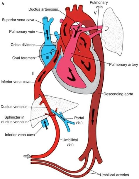 臍靜脈 充氧血|胎兒血液循環(Fetal circulation)